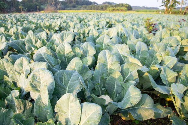 Photo fresh cauliflower the raw vegetable grows in organic soil in the garden organic farming of fresh cauliflower plantation