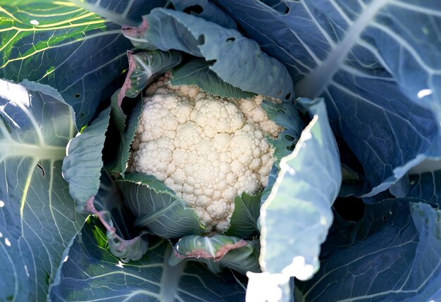 Photo fresh cauliflower with white heads and green leaves macro close up