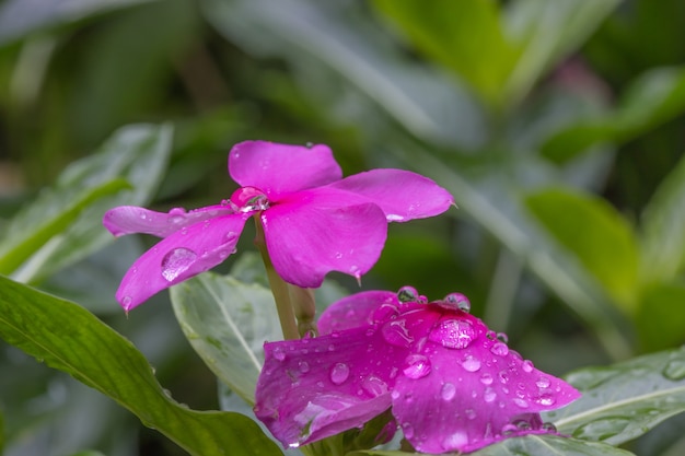 Fresh Cayenne jasmine flower and leaf Thai herb