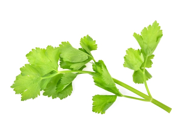 Fresh Celery isolated on white background