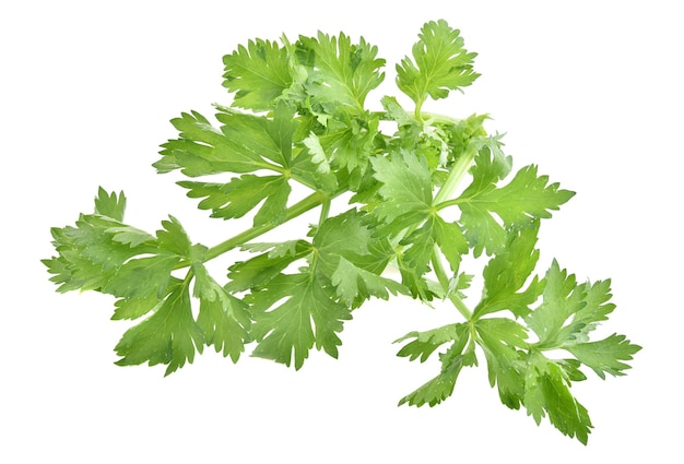 Fresh celery isolated on white background