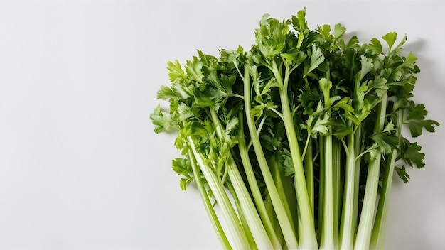 Fresh celery isolated