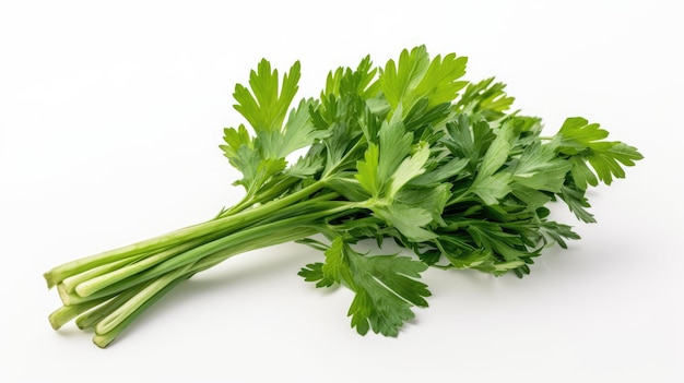 fresh celery leaves isolated on white background