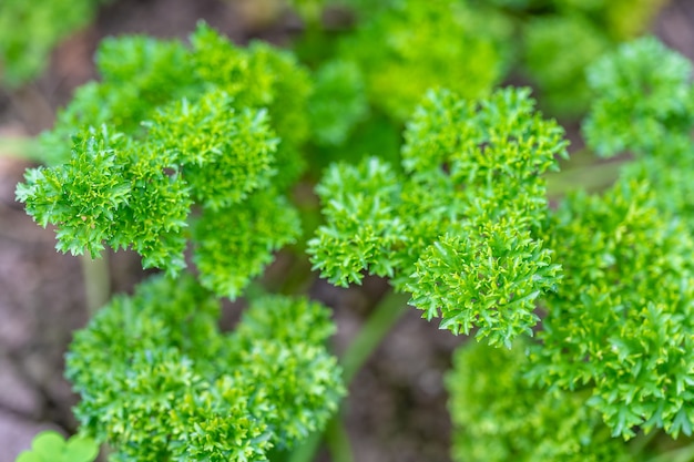 庭の新鮮なセロリ植物