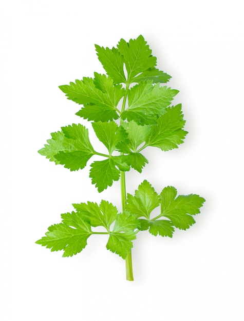 Fresh celery on white table. 