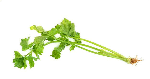 Fresh celery with root isolated on white background green leaves pattern