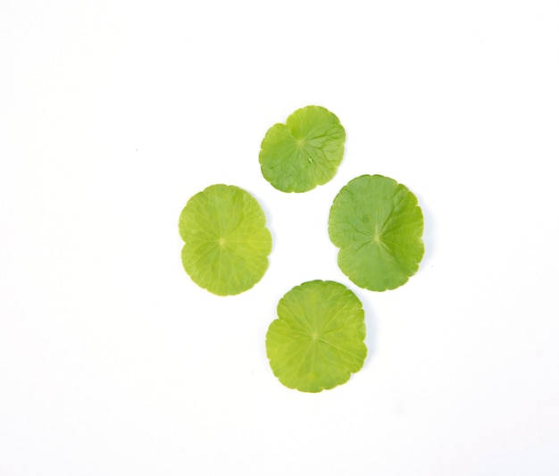 Centella asiatica fresca