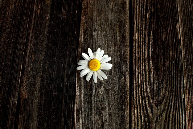 Fresh chamomile flowers on the wooden table