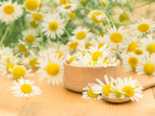 Fresh chamomile on a spoon and in a bowl medicinal chamomile flowers on a wooden table