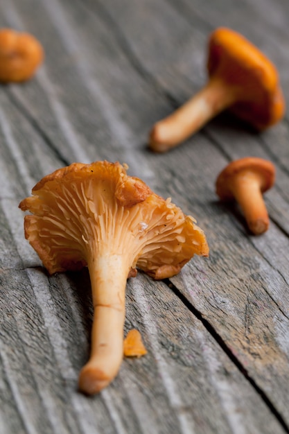 fresh chanterelle mushrooms