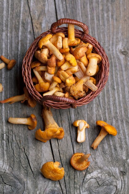 fresh chanterelle mushrooms