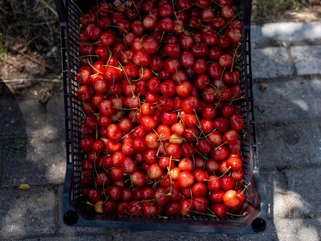 Fresh cherries at the local market