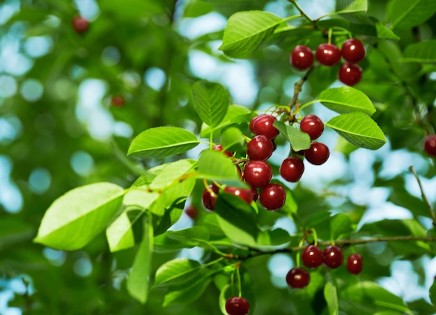 Fresh cherries on the tree with green leaves.