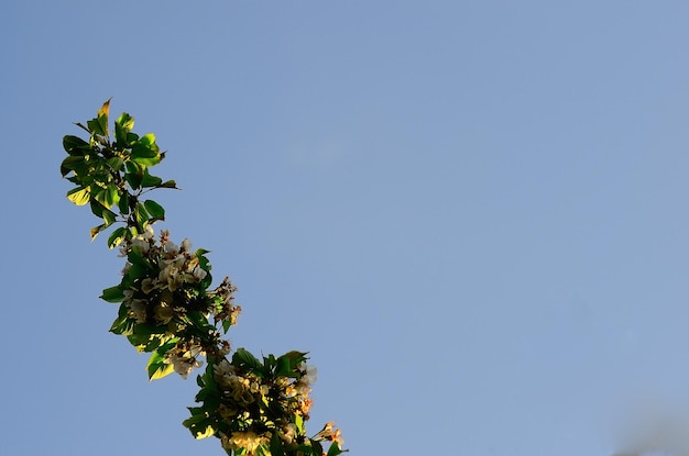 新鮮な桜と青い空