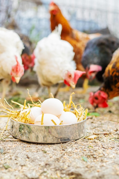 Fresh chicken eggs in the hay on a farm. Selective focus