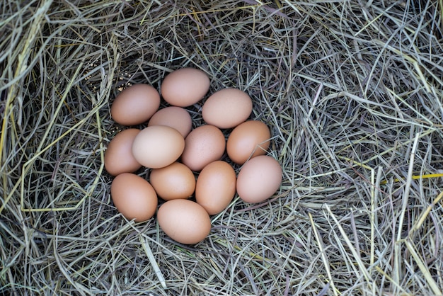 Fresh chicken of Organic Eggs with nest ,A pile of brown eggs in a nest