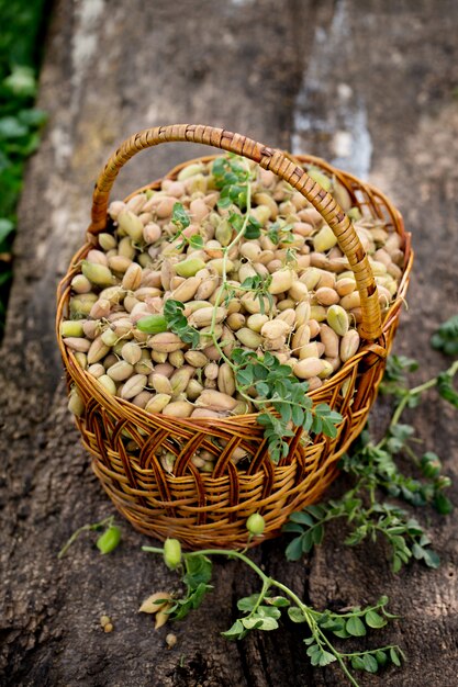 Fresh chickpeas in the basket