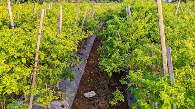 Fresh chili garden view