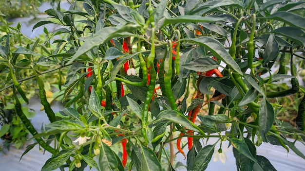 fresh chili plants