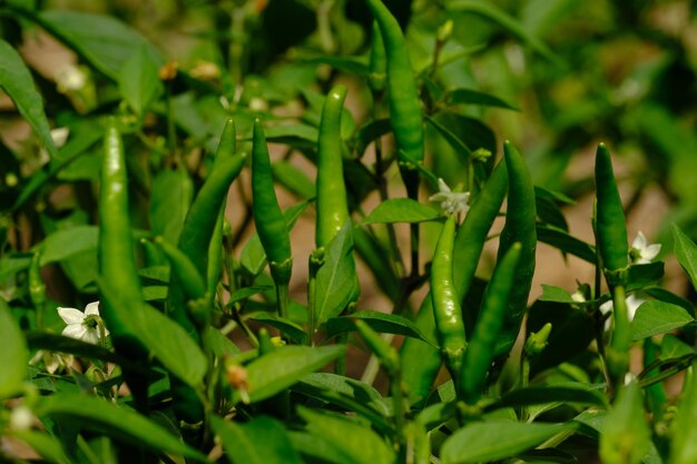 Fresh chilli is a fungus