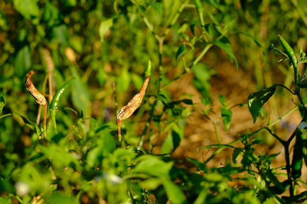 Fresh chilli is a fungus