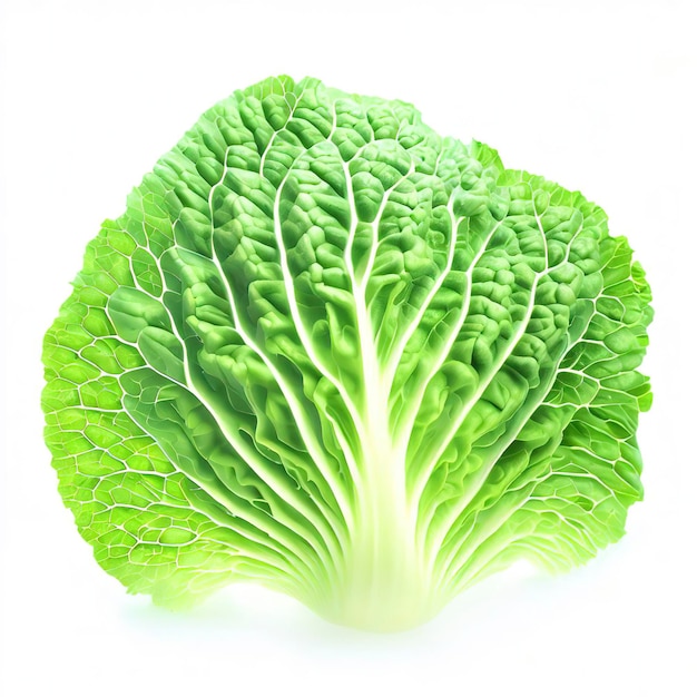 Fresh chinese cabbage leaf isolated on white background