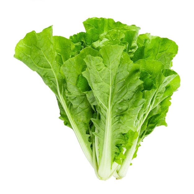 Fresh chinese cabbage on a white background