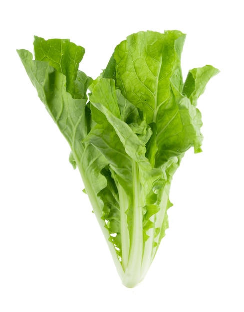 Fresh chinese cabbage on white surface