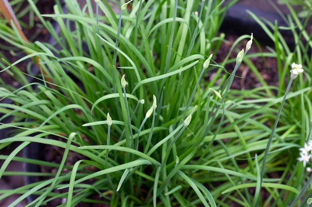 Fresh Chinese Chive leaves with flower