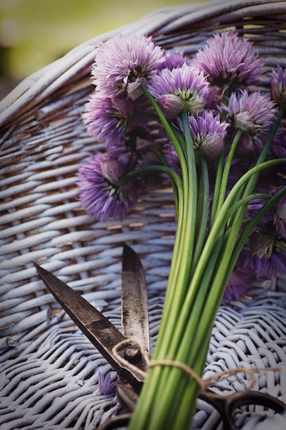 Fresh chives flower