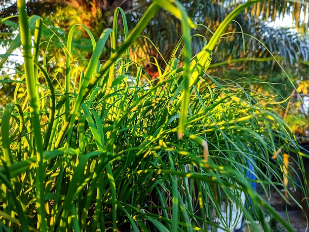 Fresh chives leaves with morning rays in the background