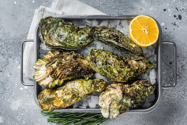 Fresh closed oysters raw seafood with lemon and ice in steel tray Gray background Top view