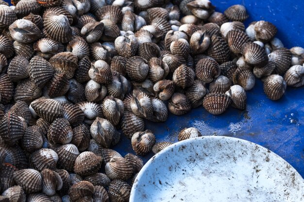 Fresh Cockles (Blood Cockles) Delicious Seafood in Thailand