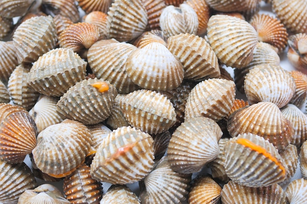 Fresh Cockles seafood