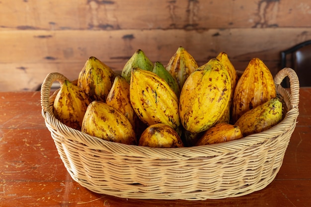 Fresh cocoa fruit in a basket