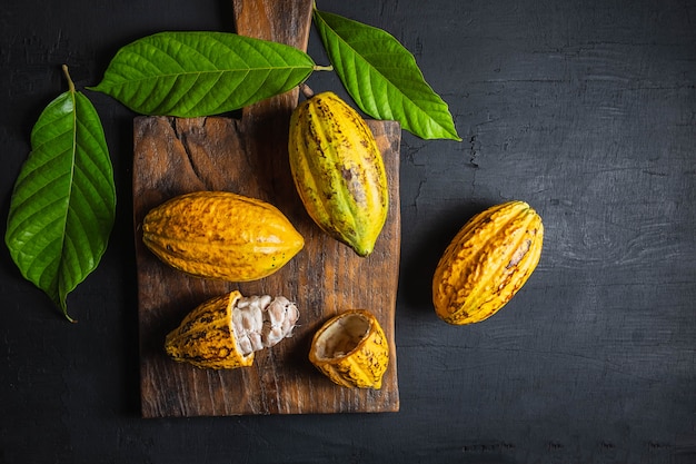 Fresh cocoa fruit on a black background
