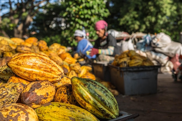 Fresh cocoa fruit in cocoa factory