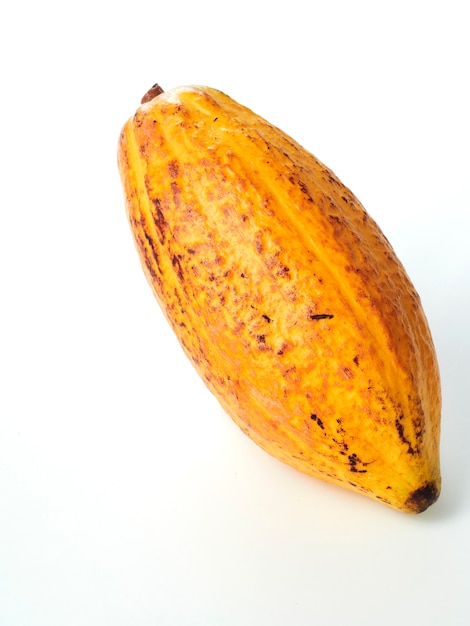 Fresh cocoa fruit pod white background