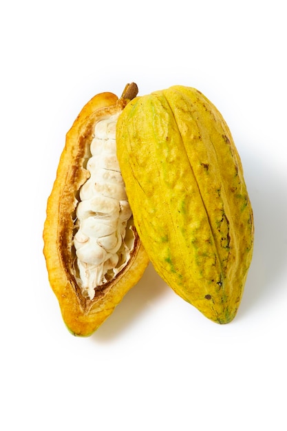 Fresh cocoa fruit pod with half sliced