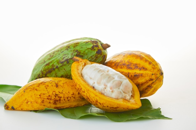 Fresh cocoa fruits with green leaf on white background