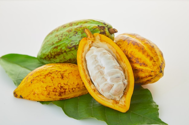흰색 배경에 녹색 잎을 가진 신선한 코코아 과일