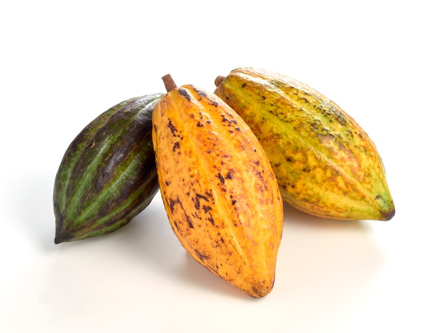 Fresh cocoa fruits