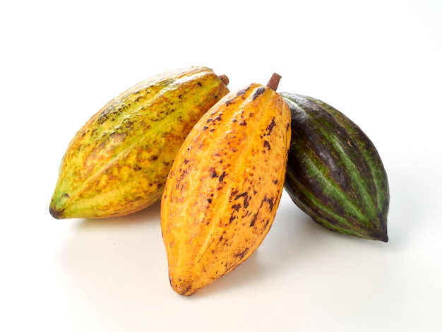 Fresh cocoa fruits