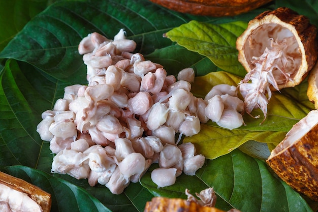 Fresh cocoa pods and fresh cocoa beans on cocoa leaf surface.