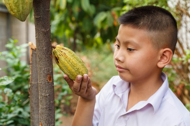 Fresh cocoa pods in hand