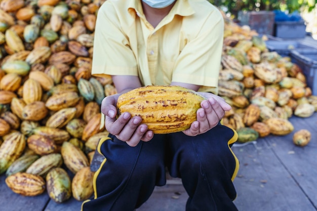 Fresh cocoa pods in hand