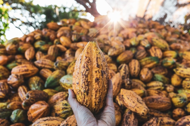 Foto baccelli di cacao freschi in mano