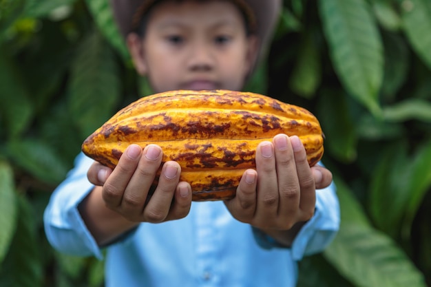 Свежие стручки какао в руках фермеров