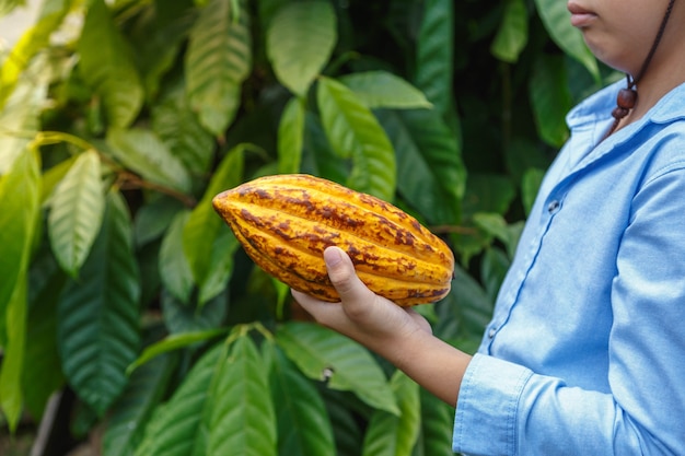 Fresh cocoa pods in the hands of farmers