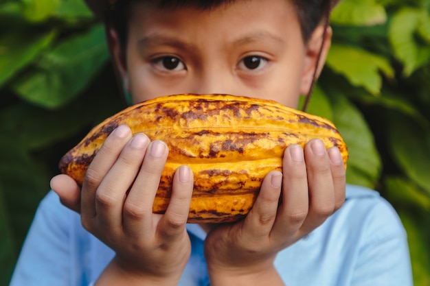 Fresh cocoa pods in the hands of farmers